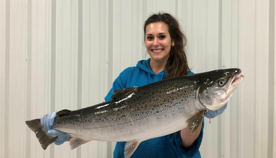 Superior Fresh has put the first US commercially-raised RAS Atlantic salmon on sale. Photo: Steve Summerfelt