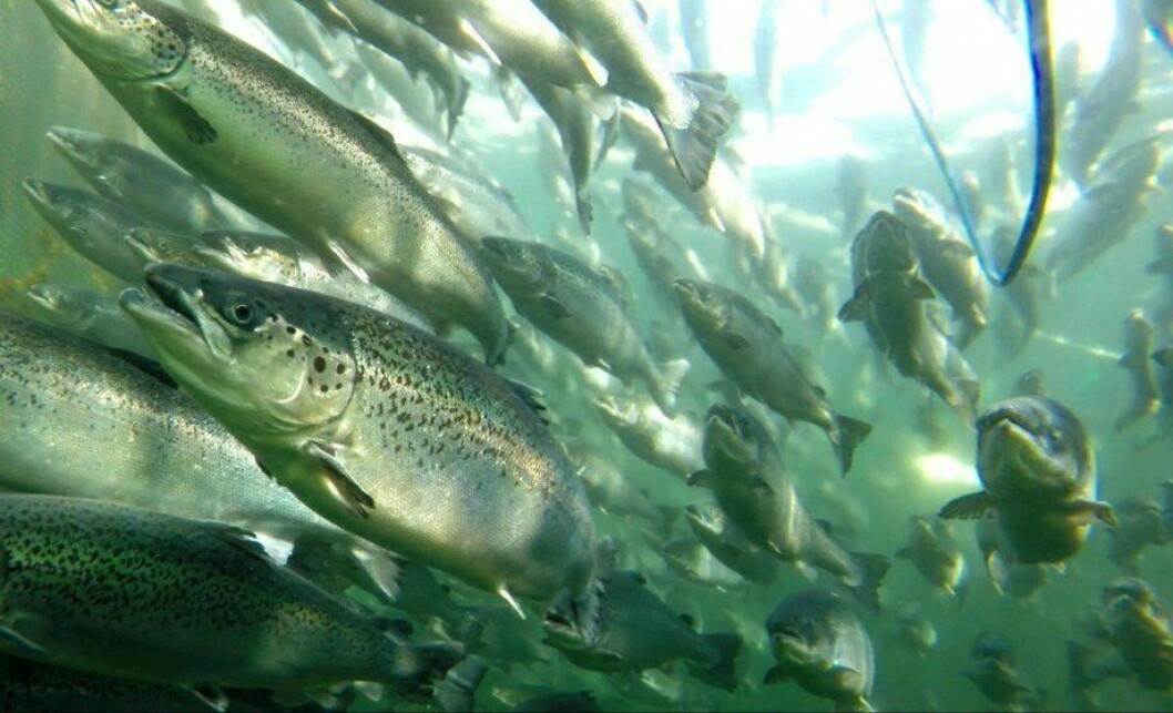 Healthy salmon in a net pen. Fewer than 1% of sites had mortality above 10% in 2019.