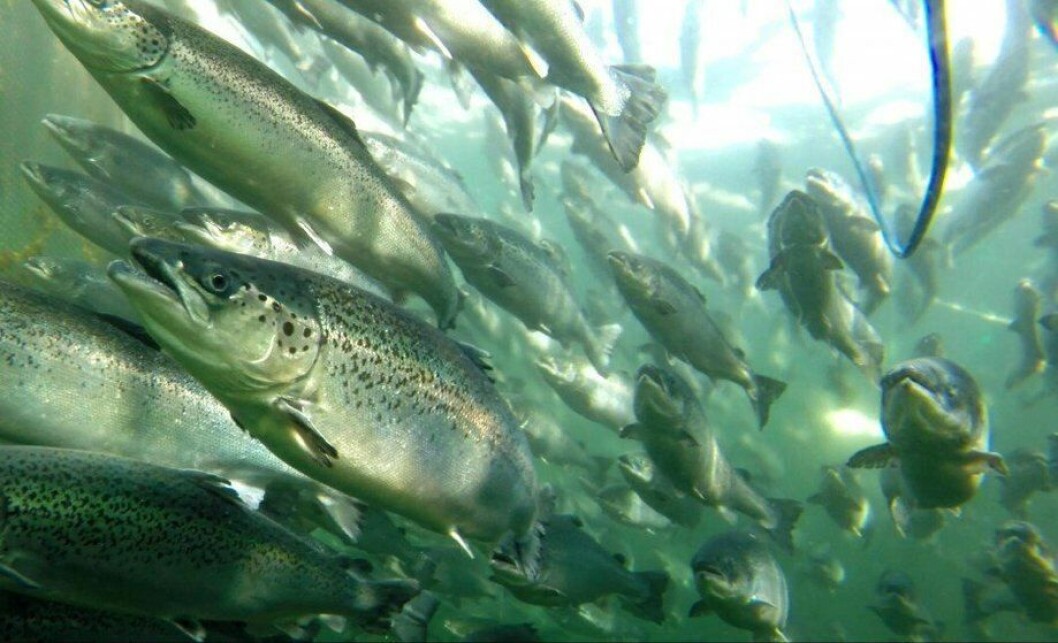 Healthy salmon in a net pen. Fewer than 1% of sites had mortality above 10% in 2019. Healthy salmon in a net pen. Fewer than 1% of sites had mortality above 10% in 2019.