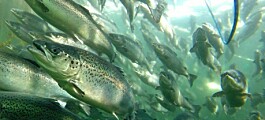 Fish culls blamed for above-average mortality figures