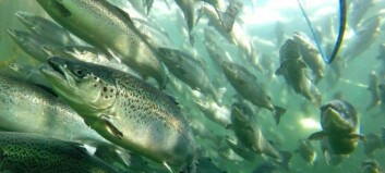 Fish must be treated as sentient, say researchers