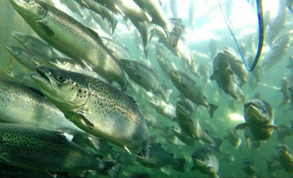 OxyGuard and feed makers BioMar and Aller Aqua plan a huge collection of data from fish farms. Photo: File picture.