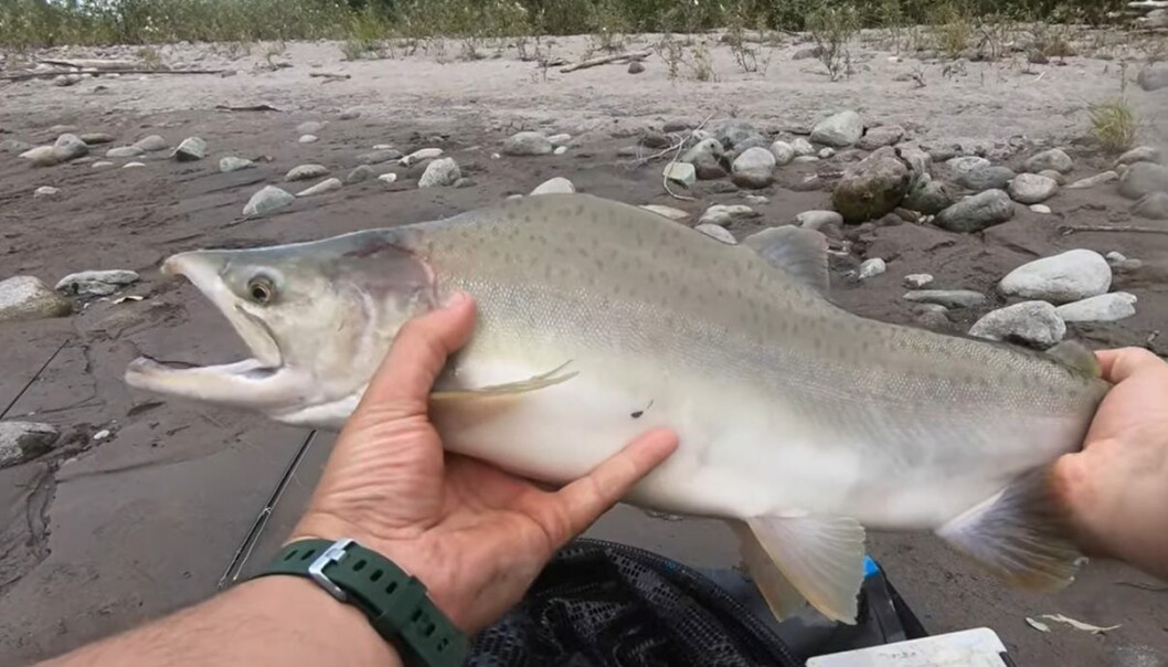 Illustrative photo of a pink salmon. Image: YouTube / Loops Outdoors. Illustrative photo of a pink salmon. Image: YouTube / Loops Outdoors.