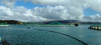 Fish farmers join Irish seafood sector’s Brexit task force