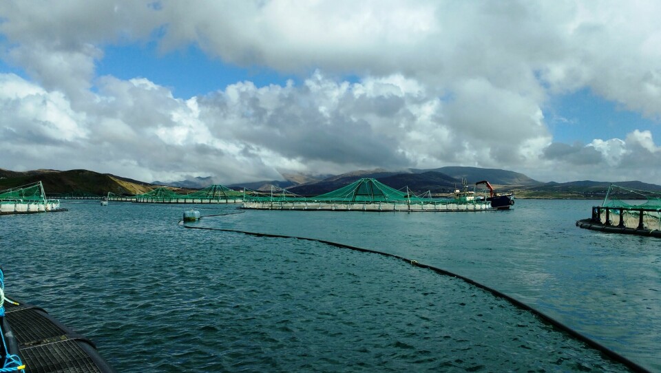 Mowi's Inishfanard organic salmon farm in Ireland. The Irish operation delivered the best EBIT per kilo in Q3. Photo: Mowi.