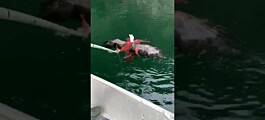 Fish farmers save eagle from octopus