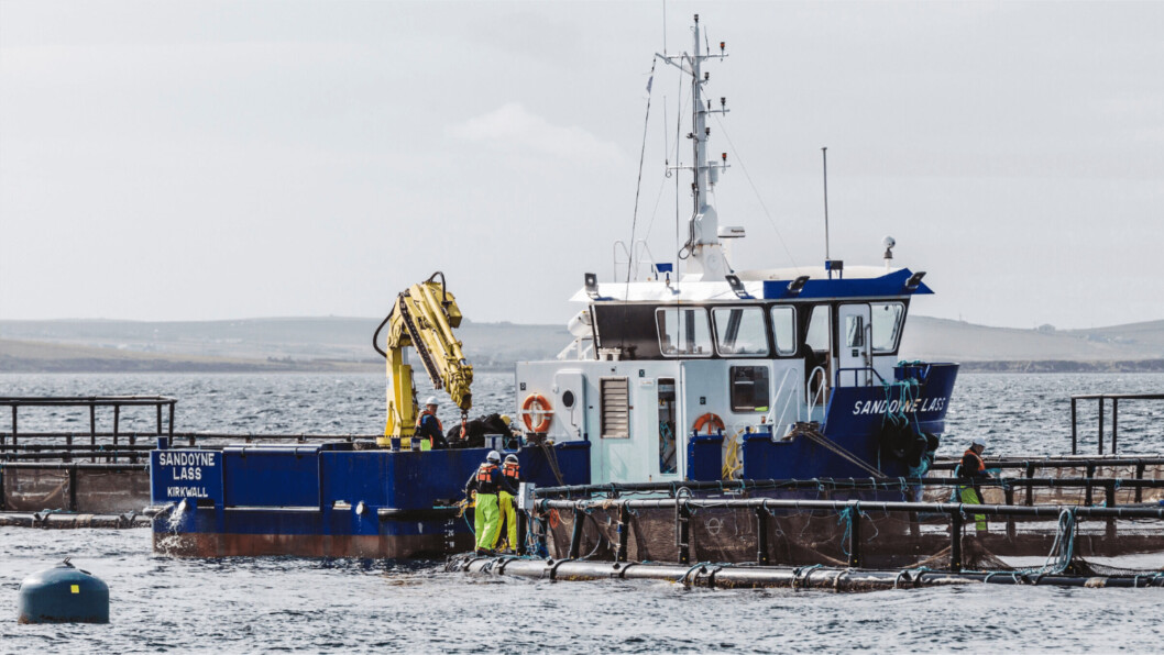 Cages and a workboat at the SSF site at Westerbister, Orkney. The company is to spend more than £3m to equip its new Orkney site at Scapa Flow. Photo: SSF. Cages and a workboat at the SSF site at Westerbister, Orkney. The company is to spend more than £3m to equip its new Orkney site at Scapa Flow. Photo: SSF.