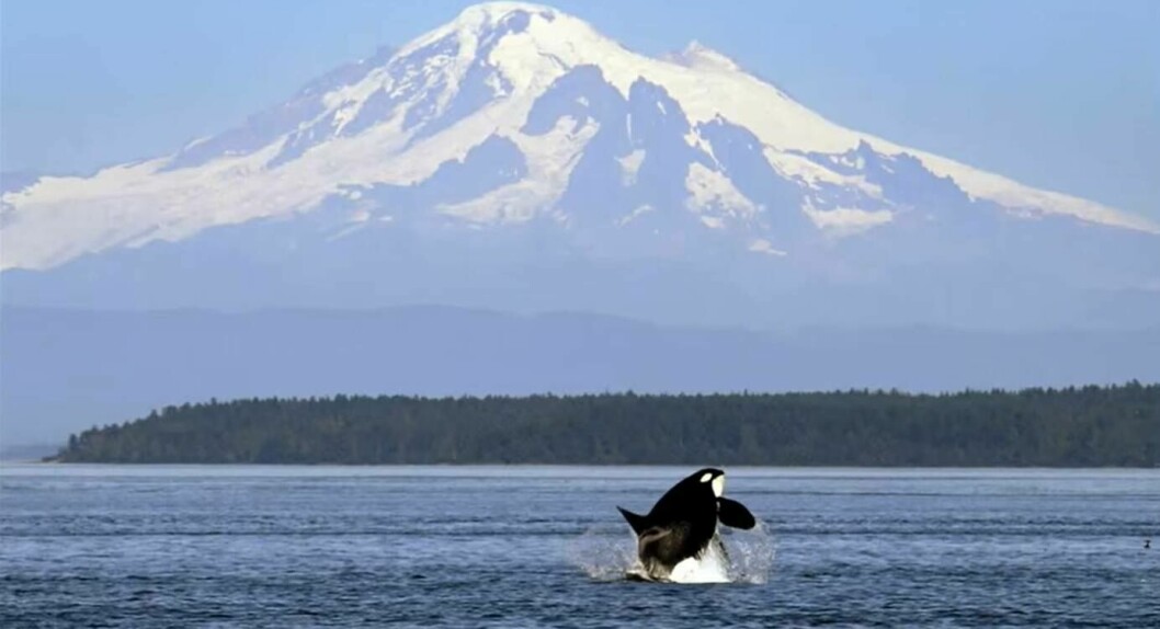 An Orca in Puget Sound. Fish farming has little to no negative impact on native species in the Sound, a biological opinion by NOAA states. Photo: YouTube.