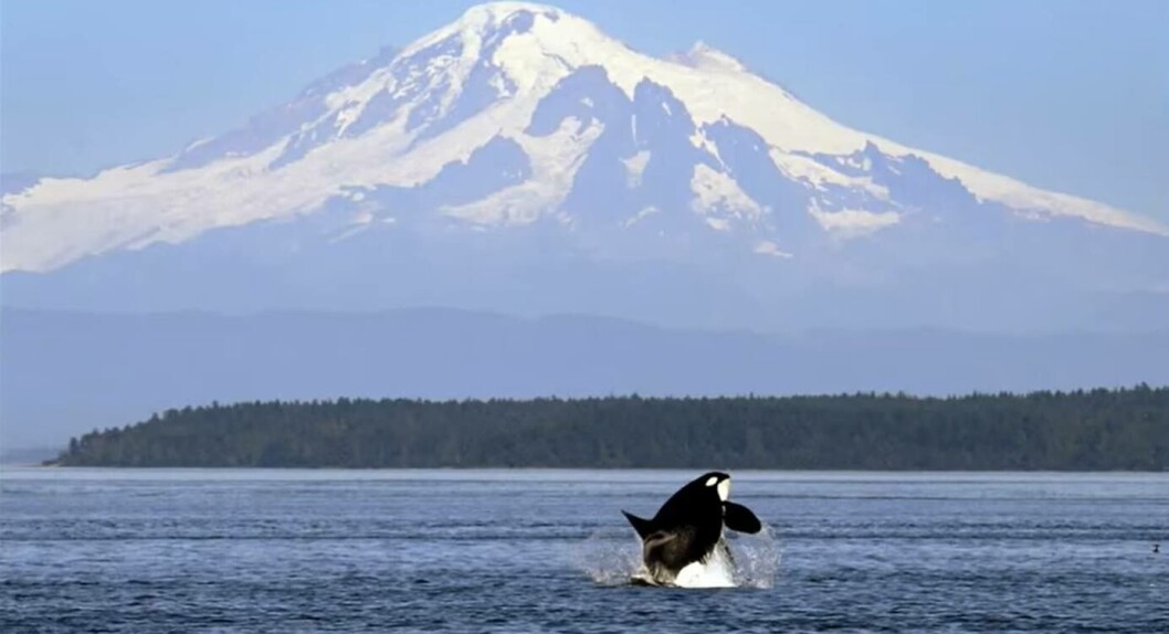 An Orca in Puget Sound. Fish farming has little to no negative impact on native species in the Sound, a biological opinion by NOAA states. Photo: YouTube. An Orca in Puget Sound. Fish farming has little to no negative impact on native species in the Sound, a biological opinion by NOAA states. Photo: YouTube.