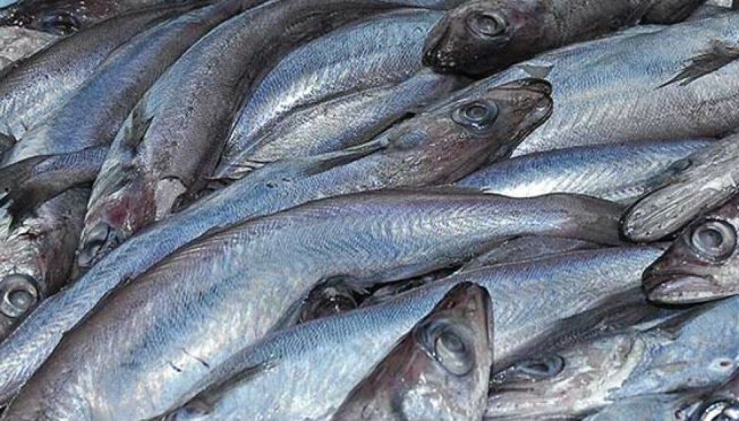 Higher forage fish catches in northern Europe offset falls in other areas in August. Higher forage fish catches in northern Europe offset falls in other areas in August.