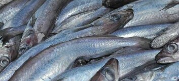 Slight dip in fishmeal and oil production