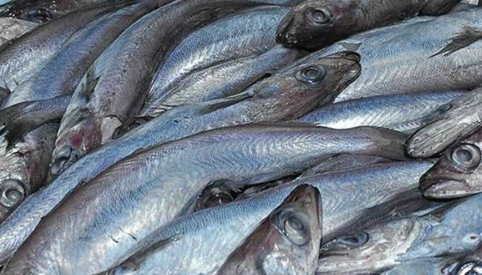 Feed manufacturers say stocks of blue whiting are under pressure. Photo: Scottish Pelagic Fishermen's Association.