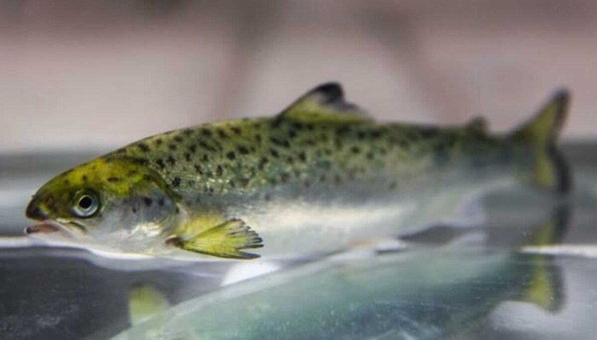 Fish welfare handbook ready within a month