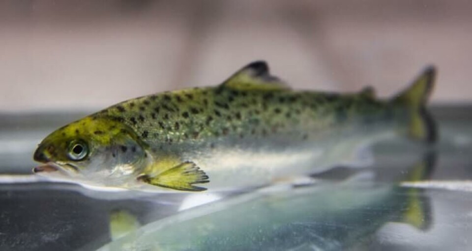 Salmon in tubs. Photo Nofima