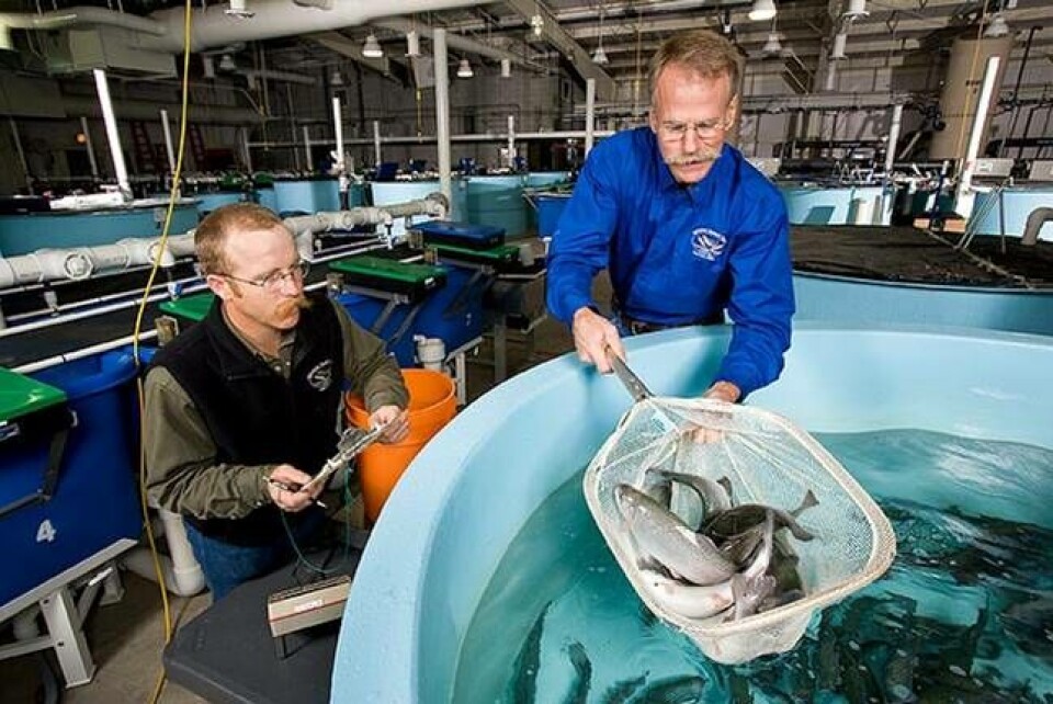 Fish nutrition researchers conduct study at the USDA’s Agricultural Research Service in Bozeman, Montana. Image: Steve Ausmus USDA/ARS.