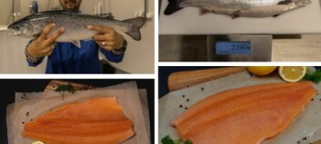 Salmon Evolution fish ‘exceeding expectations’