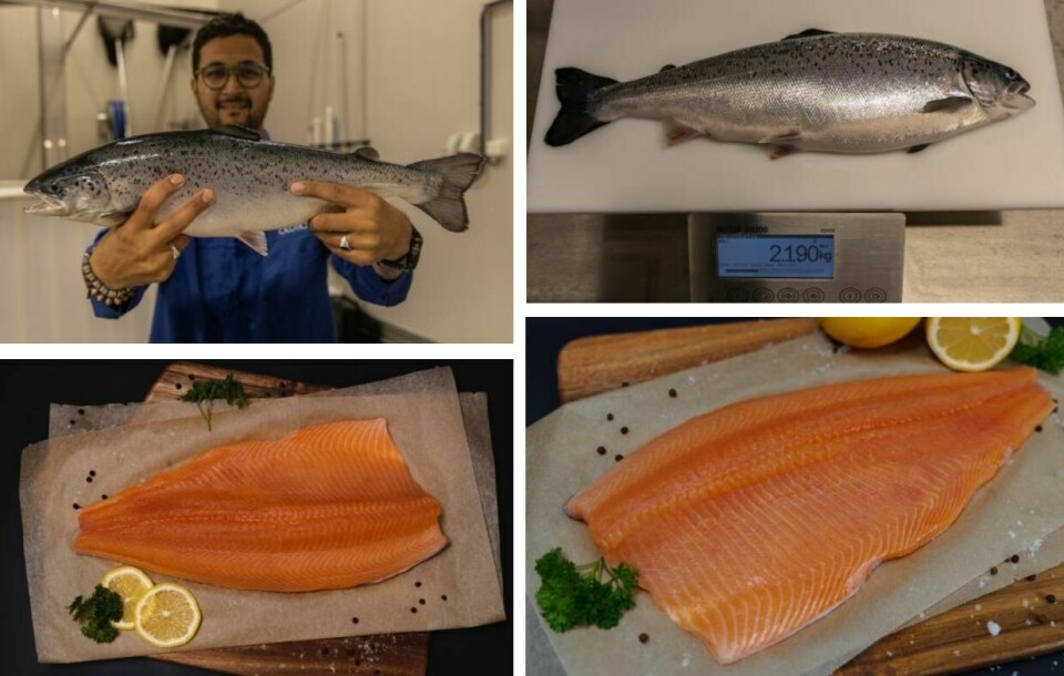 Salmon Evolution fish 'exceeding expectations