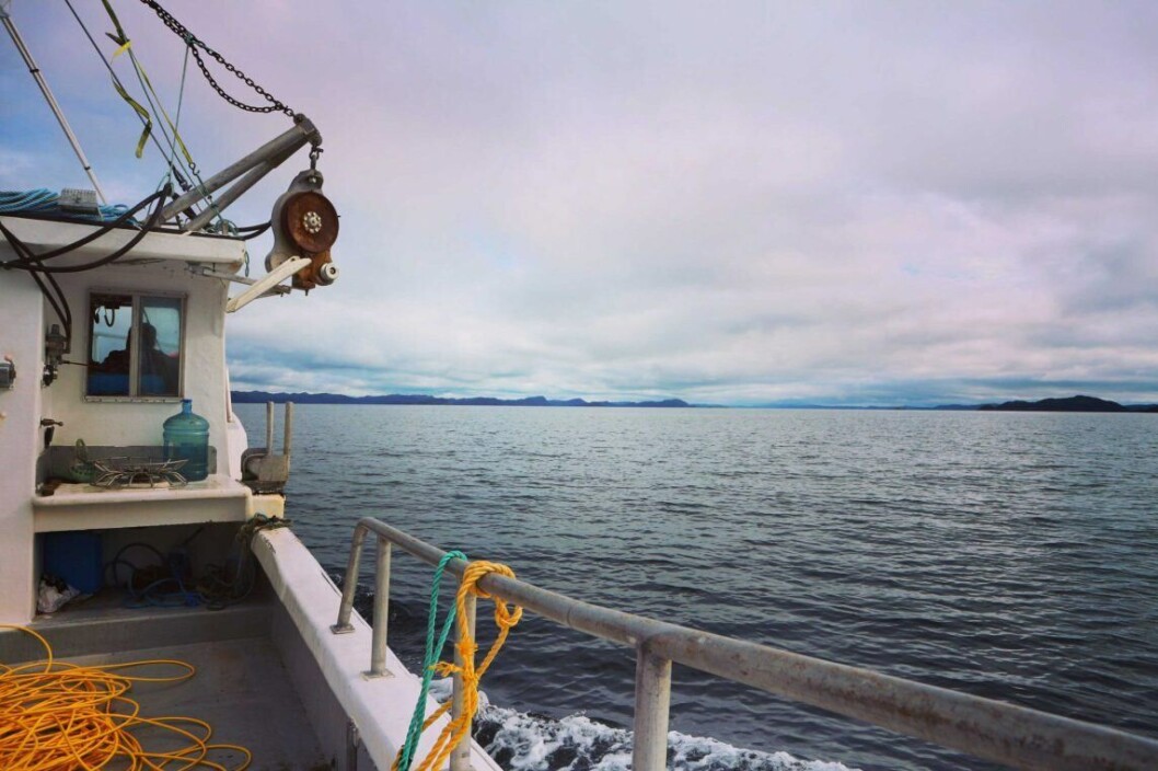 Placentia Bay will accommodate 11 Grieg Seafood salmon farms. Placentia Bay will accommodate 11 Grieg Seafood salmon farms.