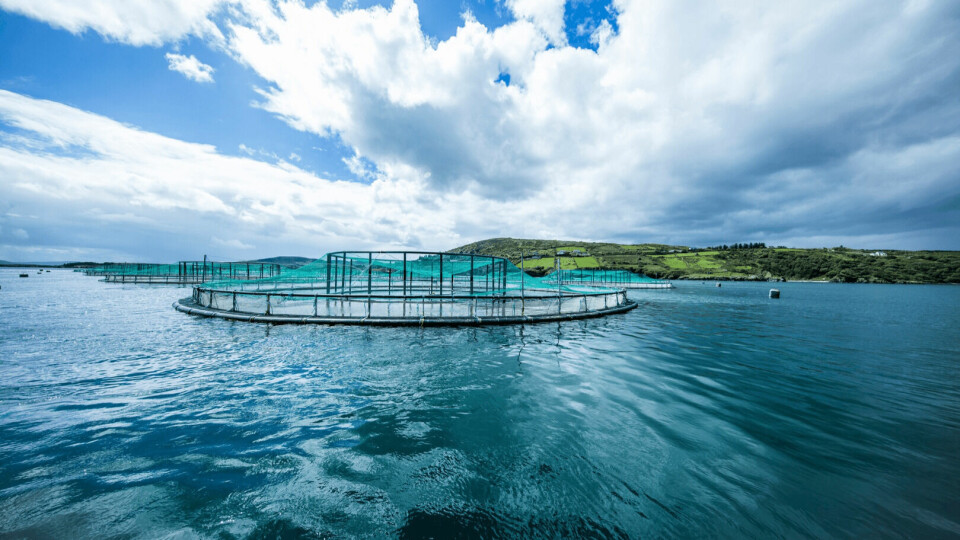 A Mowi salmon farm at Lough Swilly, County Donegal. Mowi Ireland, which produces organic salmon, had the highest operating profit per kilo in Q1. Photo: Mowi.