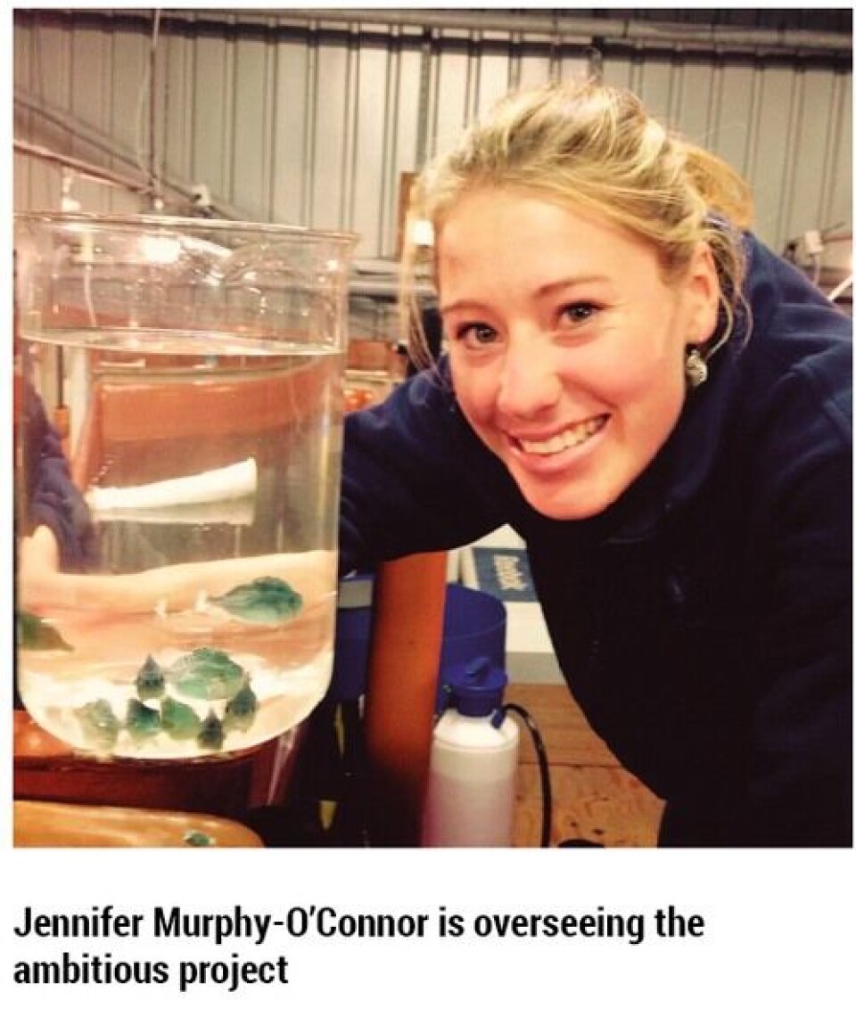 Lumpfish on the menu