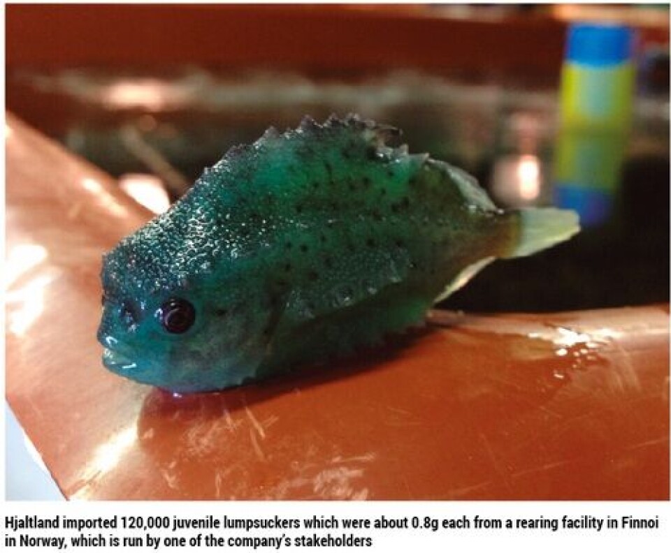 Lumpfish on the menu