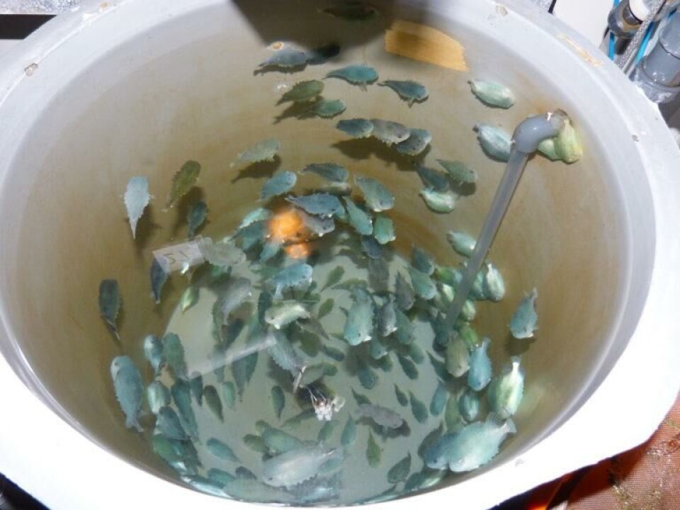 Clumping Fish Lumpfish happy in a crowd, study reveals
