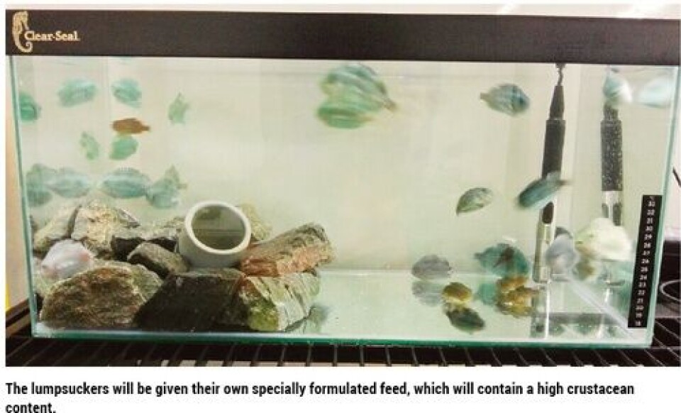 Lumpfish on the menu