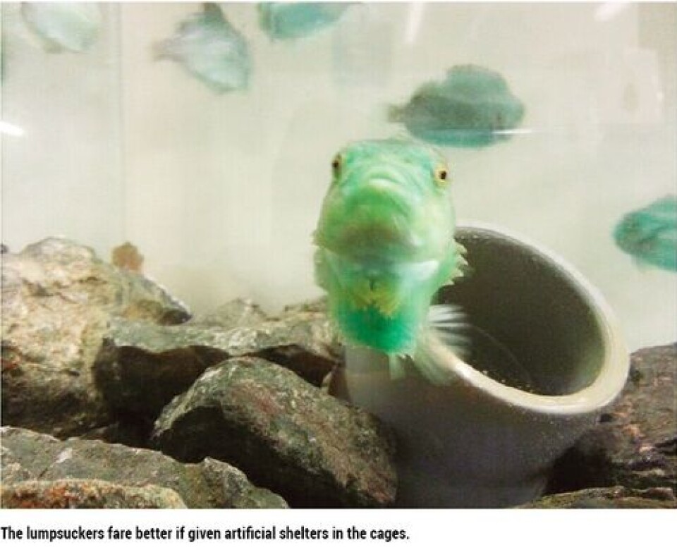 Lumpfish on the menu