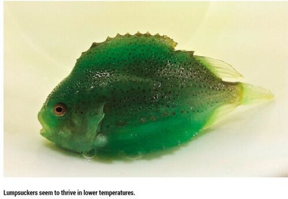 Lumpfish on the menu