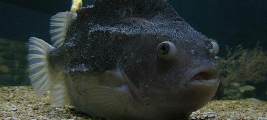 Lumpfish and wrasse can learn and remember