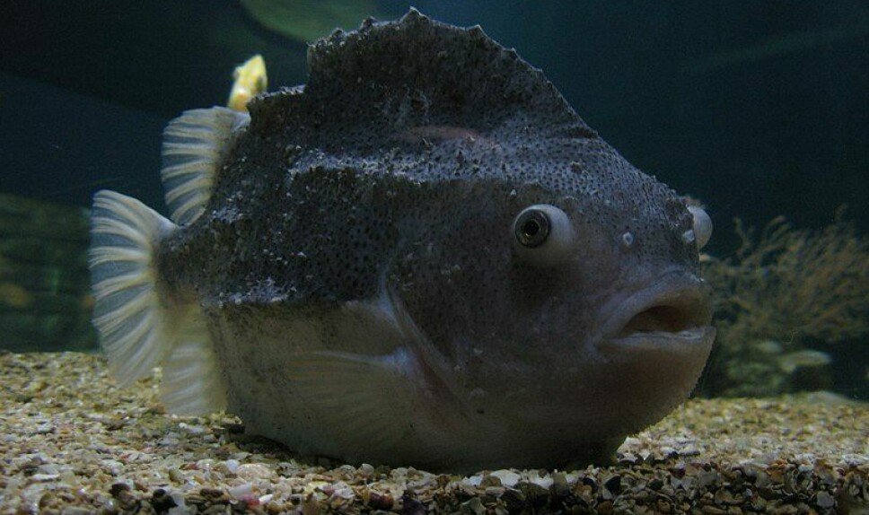Lumpfish have a good fatty acid composition and are a good source of protein, but more work needs to be done before cleaner fish can practically be used as food fish after their time in a salmon cage is over, says FHF.