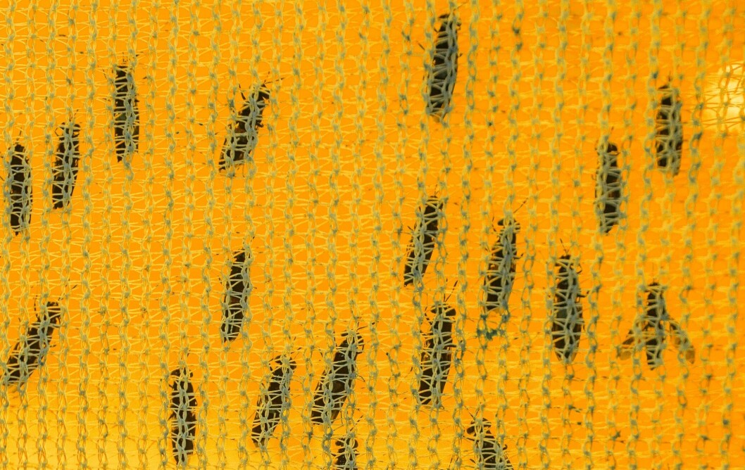 AgriProtein uses black soldier flies and larvae to produce its MagMeal for aquafeed and animal feed. Photo: AgriProtein AgriProtein uses black soldier flies and larvae to produce its MagMeal for aquafeed and animal feed. Photo: AgriProtein