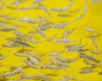 Fry will be produced at Sashimi Royal for the Fredrikstad operation. Photo: Nordic Aquafarms. Fry will be produced at Sashimi Royal for the Fredrikstad operation. Photo: Nordic Aquafarms.