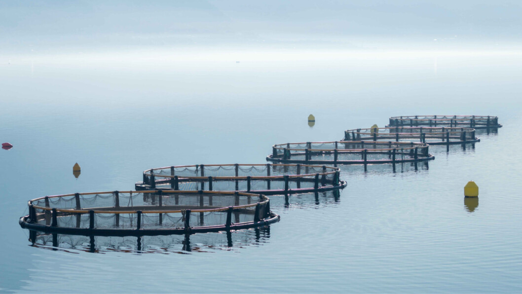 Researchers are working to tailor salmon farm impact modelling to Scottish waters. Photo: SAIC. Researchers are working to tailor salmon farm impact modelling to Scottish waters. Photo: SAIC.