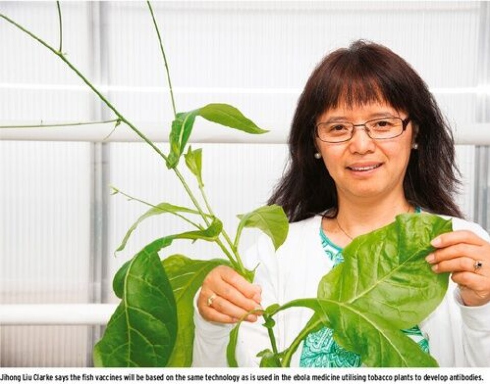 Making vaccines against salmon viruses from genetically modified tobacco plants