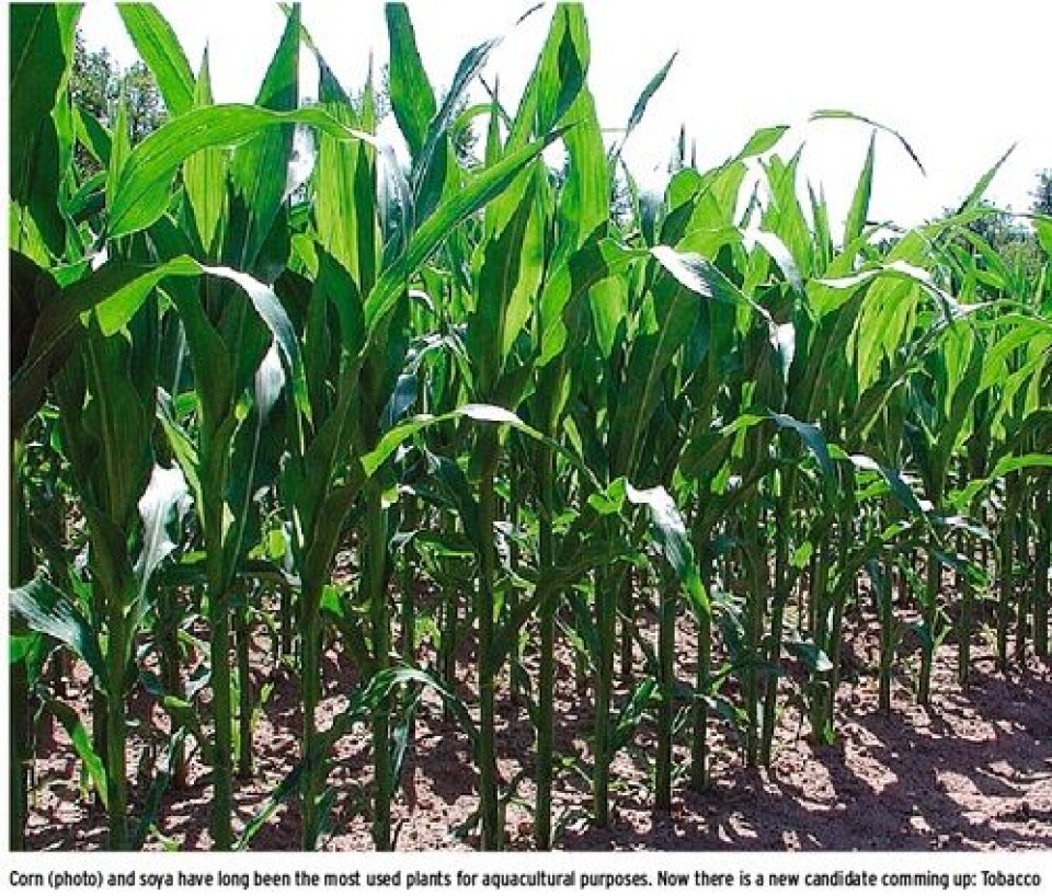 Making vaccines against salmon viruses from genetically modified tobacco plants