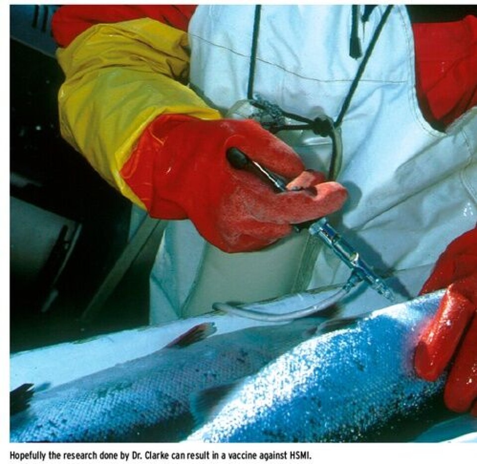 Making vaccines against salmon viruses from genetically modified tobacco plants
