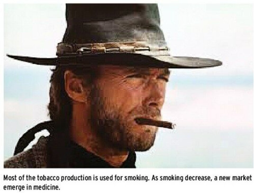 Making vaccines against salmon viruses from genetically modified tobacco plants