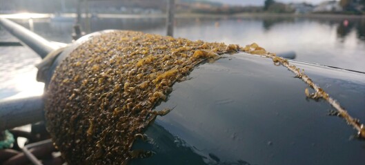 Funding boost for Scottish seaweed nursery