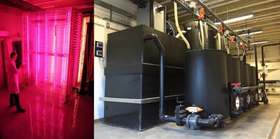 Marine feed system shows promise
