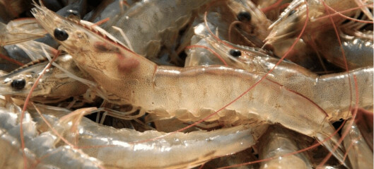 Gas-to-feed ingredient cut shrimp deaths from EMS