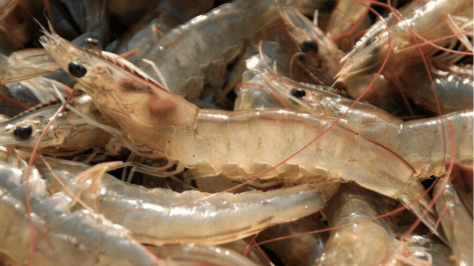 Illustrative photo of shrimp. In a study at Thailand's Kasetsart University, shrimp fed with a diet containing up to 15% of FeedKind SCP were found to be more resistant to EMS.