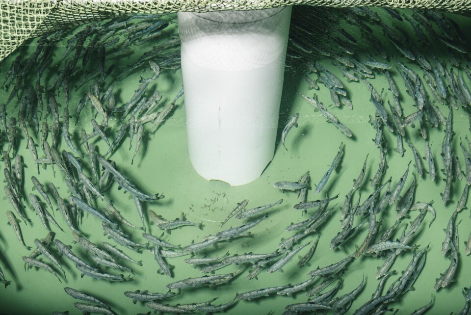 Juveniles AquaAdvantage salmon. Image: Alexi Hobbs.