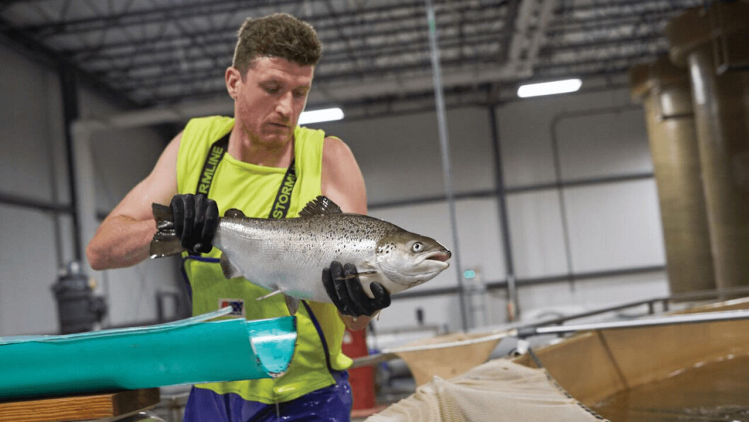 Peter Bowyer, manager at AquaBounty's Albany RAS facility, with an AquaAdvantage salmon. Photo: AquaBounty. Peter Bowyer, manager at AquaBounty's Albany RAS facility, with an AquaAdvantage salmon. Photo: AquaBounty.