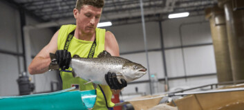 GE salmon will be on the market this month, says AquaBounty