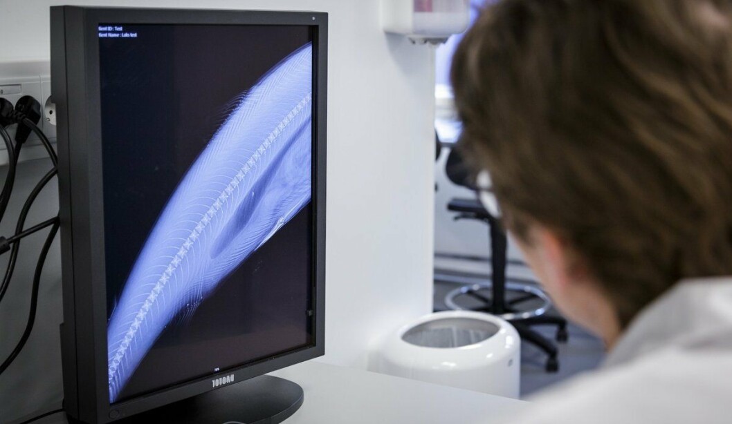 The skeleton of a salmon being inspected in the IMR's X-ray lab. Photographer: Erlend A Lorentzen / IMR, Norway. The skeleton of a salmon being inspected in the IMR's X-ray lab. Photographer: Erlend A Lorentzen / IMR, Norway.