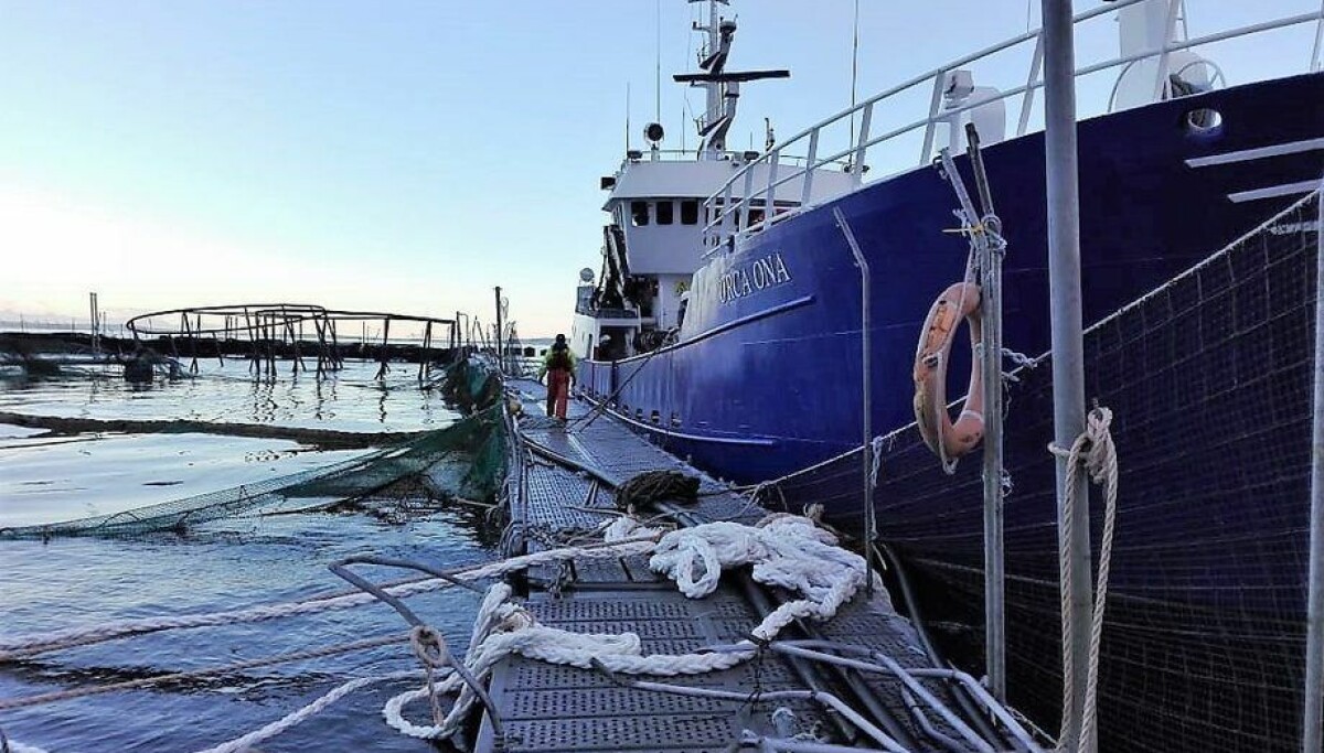 Cod Boat Harvest Marine Harvest gets extra time to recapture escapees