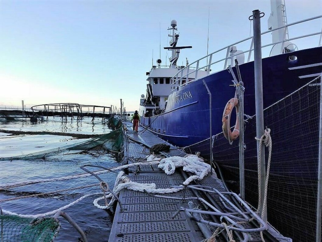 Five cages were destroyed and four badly damaged during storms that led to a huge fish escape at Punta Redonda. Photo: Marine Harvest