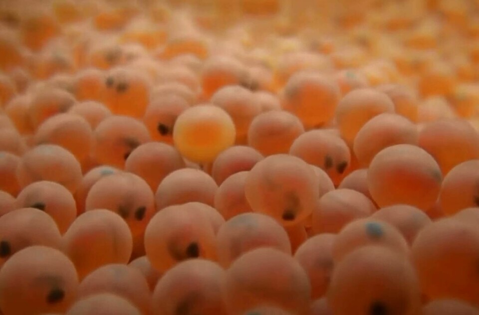 AquaGen aims to produce around 30 million salmon eggs at Hollywood over the next nine months.