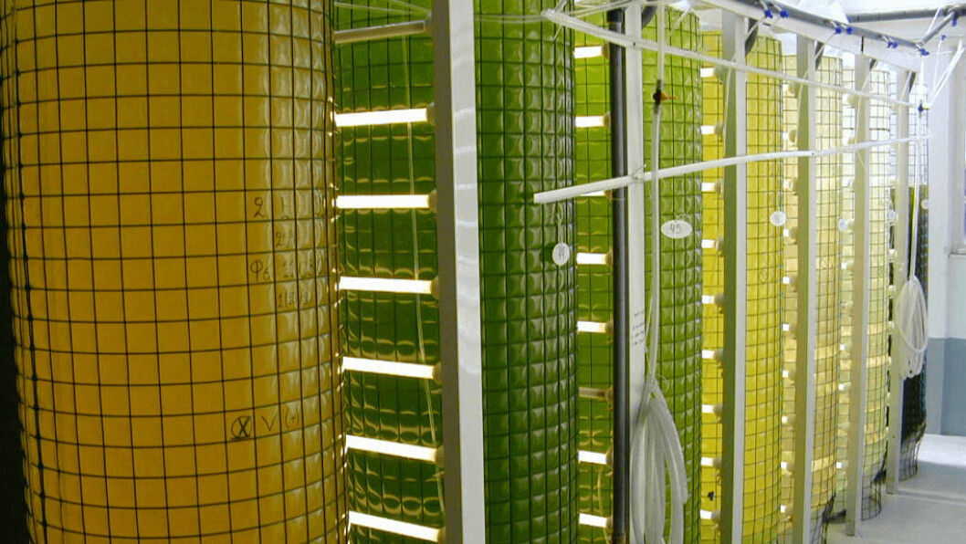 Mircoalgae grown to produce AlgaPrime DHA, which is used by BioMar. Photo: Terra Via / Corbion. Mircoalgae grown to produce AlgaPrime DHA, which is used by BioMar. Photo: Terra Via / Corbion.
